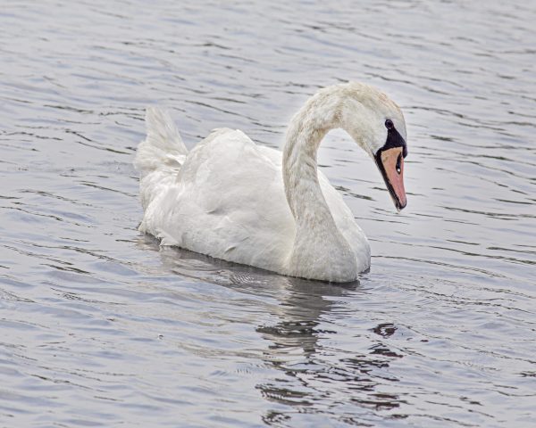Swans are the birds of the genus Cygnus within the family Anatidac. Swans are relatively closest