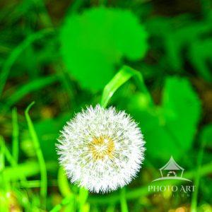 While taking a hike this ‘one wish’ stood out amongst all the tall grass