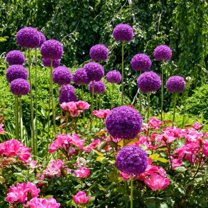 While taking a stroll around Bayard Cutting Arboretum came across this Allium garden.