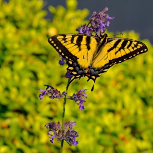 Just came home and this beauty was fluttering around the catmint.  Beautiful and so colorful.