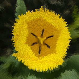 Tulips grow from bulbs and bloom in the spring.