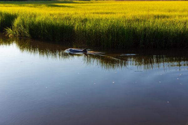 My neighbor was returning home from an outing on his boat when he came upon tow dolphin in the