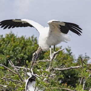 Wood storks are water birds from the wetlands.  This photo was taken at the wetlands in Florida.