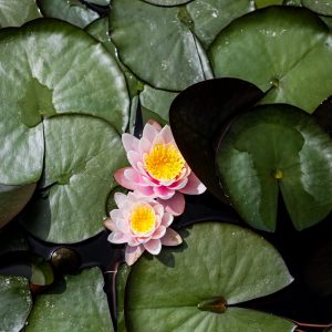 In a serene pond, vibrant pink flowers float gracefully atop lush green lily pads. Wine region