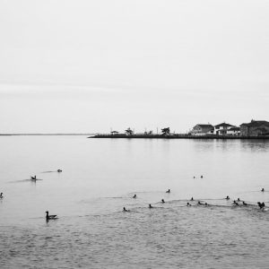 A charming scene of ducks playfully splashing and bathing in the bay.