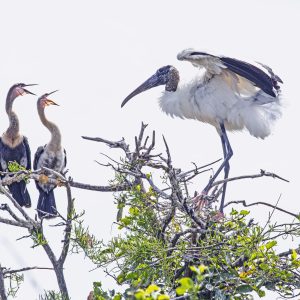 The WoodStorks are the type of water birds where they hang out around the wetlands.