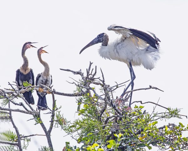 The WoodStorks are the type of water birds where they hang out around the wetlands.