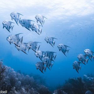 "Dreamlike Ascent," this captivating underwater photograph immerses you in the mesmerizing world