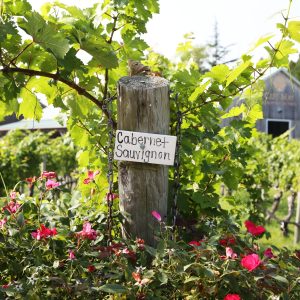 Nestled within Cape May Vineyards, the Cabernet Sauvignon section marks the home of the esteemed
