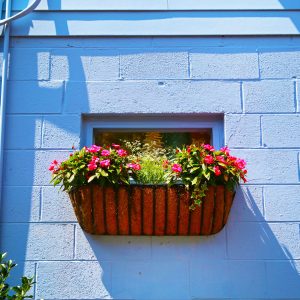 Blooming and colorful flowers inside a window box, hanging outside of a Periwinkle blue colored