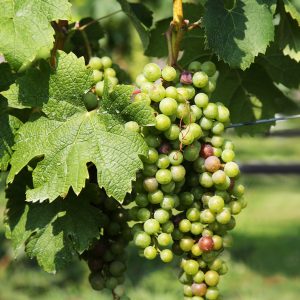 Green grapes hanging from lush vines, embodying the vitality and promise of the vineyard's harvest