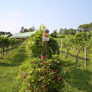 Cabernet Sauvignon section of vineyard field. Cape May Vineyard, New Jersey.