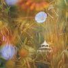 "Tranquil Petalscape," is a breathtaking photograph that captures the delicate and atmospheric