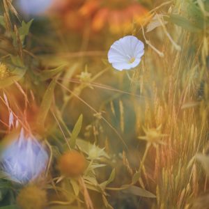 "Tranquil Petalscape," is a breathtaking photograph that captures the delicate and atmospheric