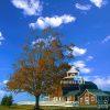 This is a photograph featuring a striking fall scene with a large tree dominating the foreground.