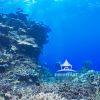 "Coral Kingdom" is a breathtaking photograph that immerses the viewer in a vibrant underwater