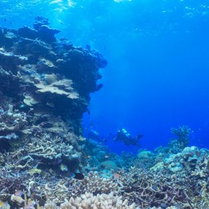 "Coral Kingdom" is a breathtaking photograph that immerses the viewer in a vibrant underwater