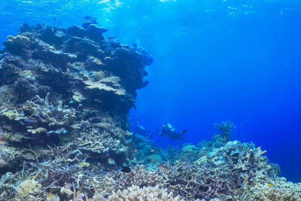 "Coral Kingdom" is a breathtaking photograph that immerses the viewer in a vibrant underwater