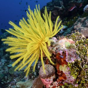 "Ocean's Golden Jewel" is a vibrant underwater photograph that captures an exquisite yellow