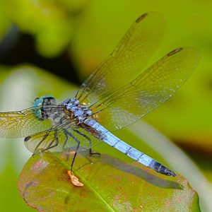 A dragonfly resting on a leaf in a Cape May lake.
