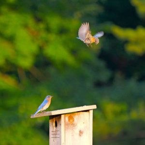 A bluebird receiving lessons and learning how to fly in Cheesequake State Park in Old Bridge, New