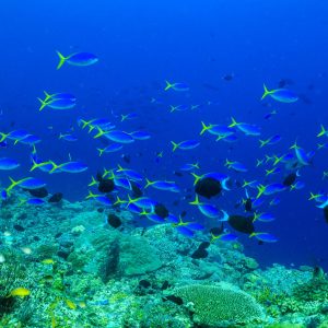 "Reef Ballet" is a stunning new masterpiece capturing the mesmerizing dance of a school of