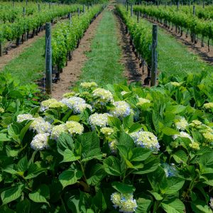 Was passing through Sagaponack and had to make a stop at my favorite vineyard on Long Island.