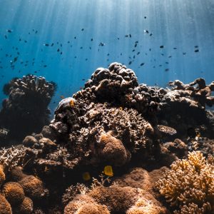 This piece, titled "Ethereal Reef Radiance," is an exquisite underwater scene brimming with a