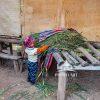 Peruvian Boy looking for the perfect piece of hay