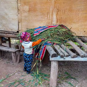 Peruvian Boy looking for the perfect piece of hay