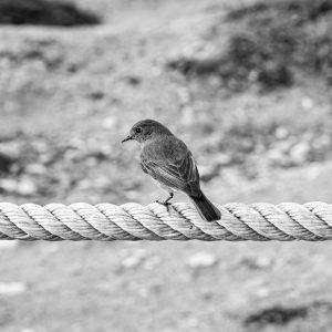 Hiking down to water at Surf Capital in Nazare bird on a tight rope