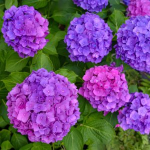 Hydrangea Season on Long Island