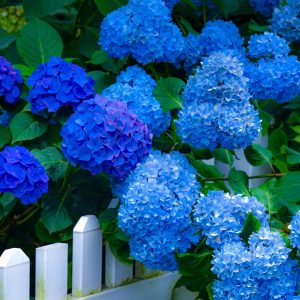 Hydrangea Season on Long Island. In my neighborhood!
