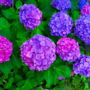 Hydrangea Season on Long Island. These beauties were on my neighbors property and I asked if I could