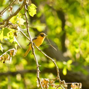 An American Goldfinch in my yard, apparently building a nest.