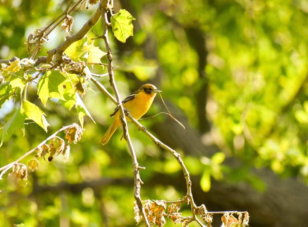 An American Goldfinch in my yard, apparently building a nest.