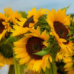 Sunflower stand in Wading River
