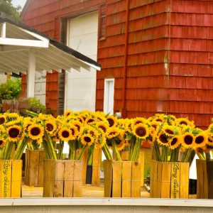 Sunflower stand.  Such a happy place.