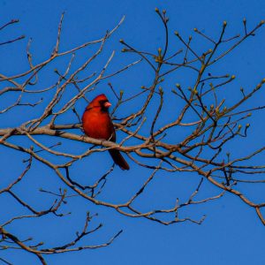 Beautiful cardinal, sitting on a branch at Elizabeth A. Morton in Sag Harbor.