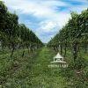 This is the serene and orderly Wolffer vineyard. The rows of grapevines extend symmetrically into