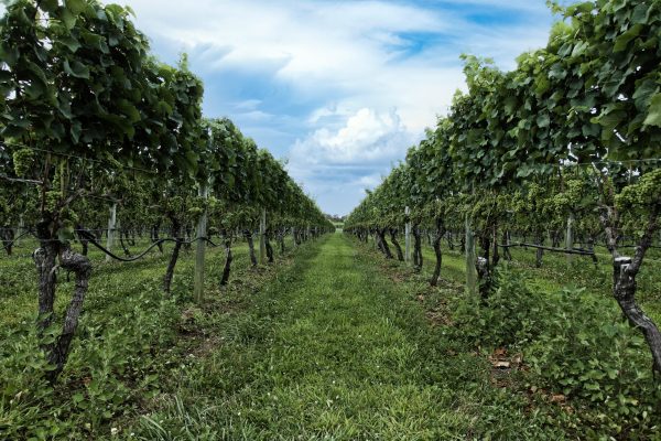 This is the serene and orderly Wolffer vineyard. The rows of grapevines extend symmetrically into