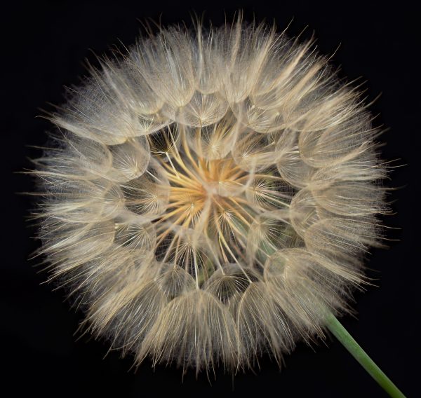 This is a seed head titled: Western Salsify (Tragopogon dubius) also known as Western Goatsbeard,