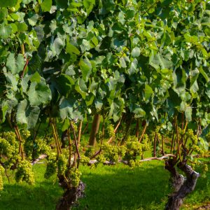 My favorite Vineyard is a Wölffer and their Chardonnay is the best! Here it is right on the vine