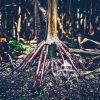 Corn Stalk Roots