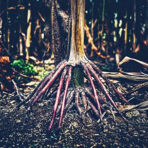 Corn Stalk Roots