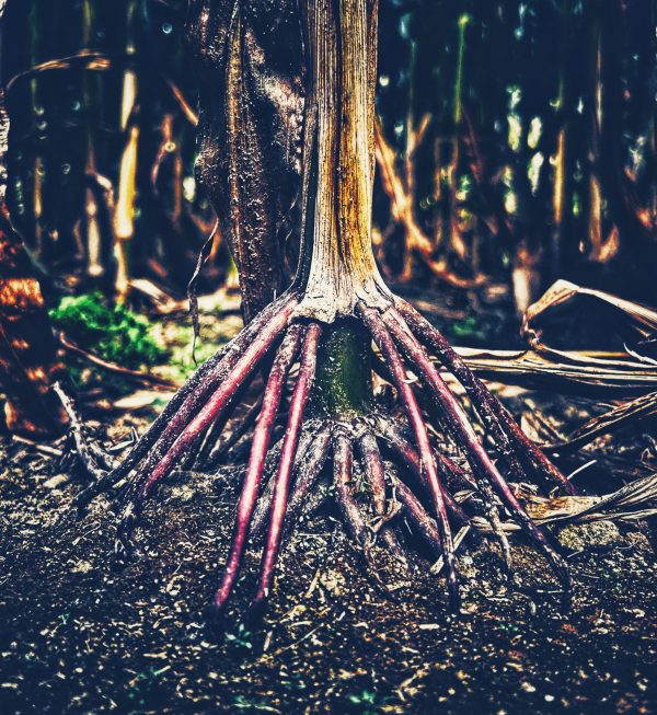 Corn Stalk Roots