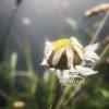 Daisy Flower Withering
