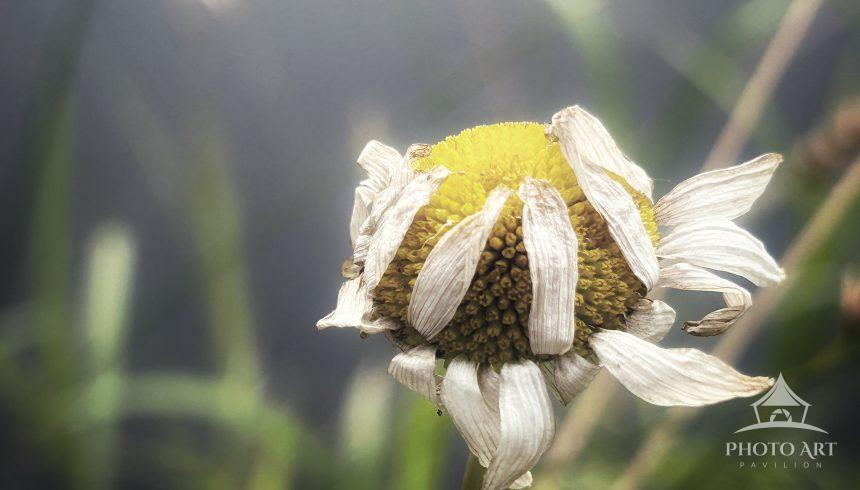 Daisy Flower Withering