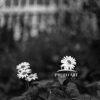 Daisies blooming