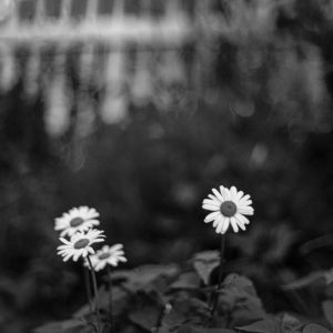 Daisies blooming
